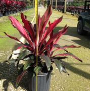 10" Cordyline Picasso